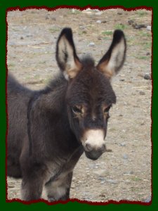 Click photo to enlarge image