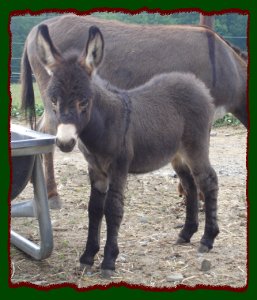 Click photo to enlarge image