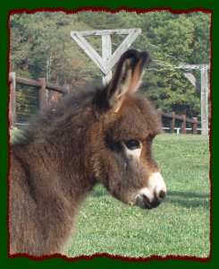 Shorecrests Sophistication