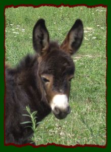 Shorecrests Sun Kissed Katie