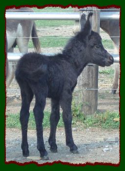 Shorecrests Rayzen Kane