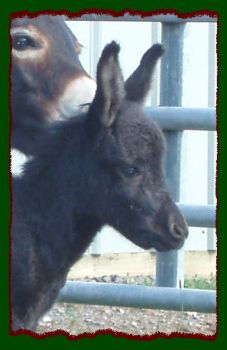 Shorecrests Rayzen Kane