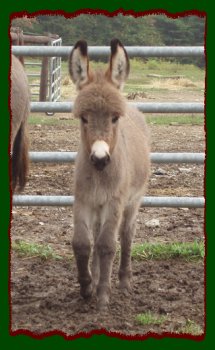 Shorecrests Sweet Caroline