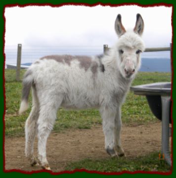 Shorecrests Piper, Spotted Miniature Donkey For Sale