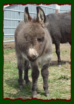 Shorecrests Pricylla