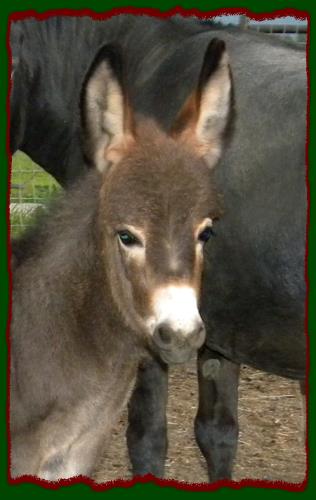 Shorecrests Tammie, miniature donkey jennet for sale