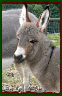 Shorecrests Tonya, miniature donkey jennet for sale