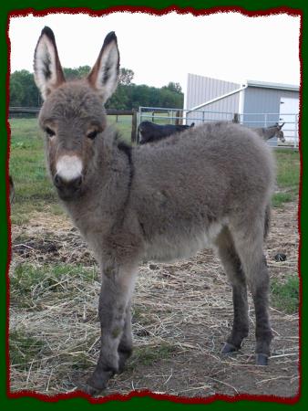 Shorecrests Tonya, miniature donkey jennet for sale