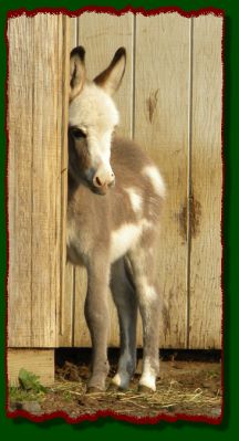 Shorecrests Gunner, spotted miniature donkey jack for sale