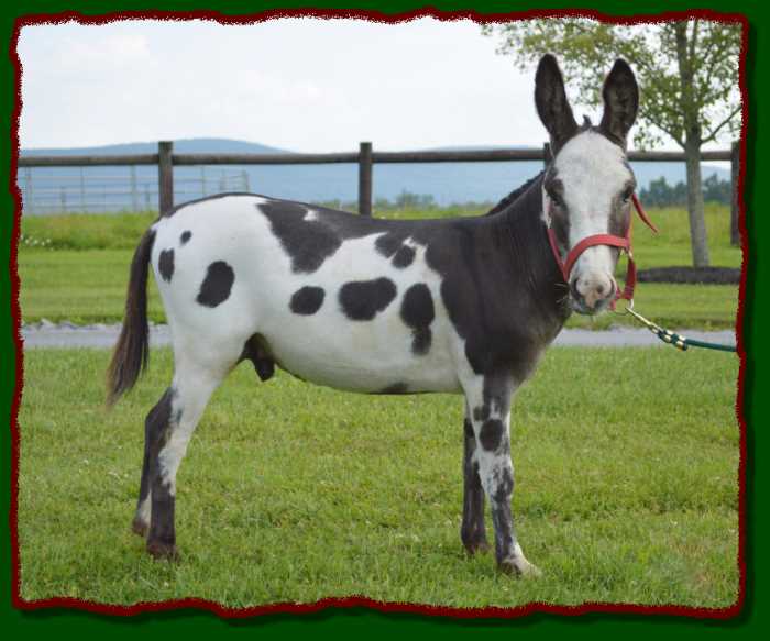 Shorecrests SL's Turbo