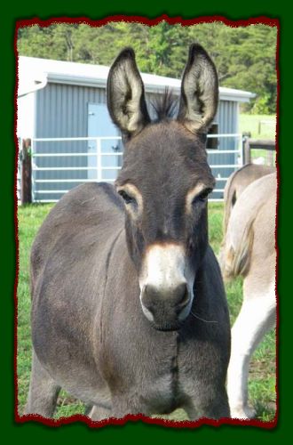 Shorecrests Izzabelle