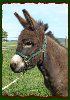 Shorecrests Izzabelle