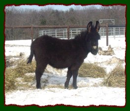 Shorecrests Bewitched