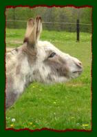 Miniature Donkey Brood Jennet, Windcrest Miss Betsy (6142 bytes)