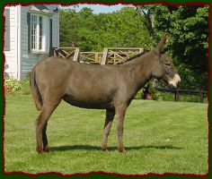 Miniature Donkey Brood Jennet, Lynne Dean Farm Corydalis (15,330 bytes)