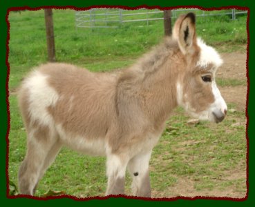 Shorecrests Little Gypsy