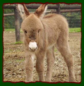 Click photo to enlarge