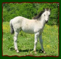 Welsh Shetland Pony Colt For Sale (12,928 bytes)