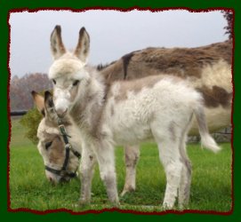 Shorecrests Laurel Highland