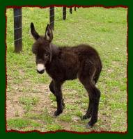 Miniature Donkey, Shorecrest's Miss Meghan (10,030 bytes)