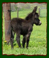 Miniature Donkey, Shorecrest's Pretty Morgan (15,319 bytes)