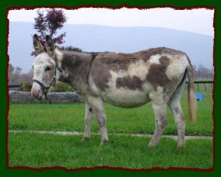 Boone's Litle Spotted Rosebud