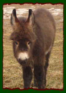 Cori's Valentine - Click photo to enlarge