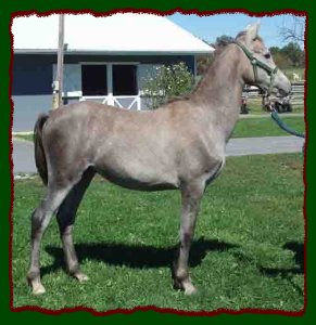 Shorecrets Alexander